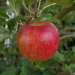 Rental Bike Near Me | Gonnadrive.in