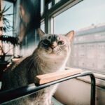 Buy Gnasher Dog Toy In Uk | Yopet.co.uk