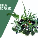 Discover top-quality aquatic plants online for your aquarium