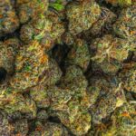 Find a Trusted THCA Dispensary USA for Quality Cannabis