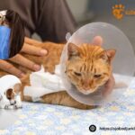 Hund tandvård Tomelilla – vård för friska tänder hos din hund