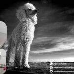 Tienda de mascotas online en León | Mascotas Badogó