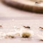 Exterminator Near Point Cook – Local Pest Control Experts