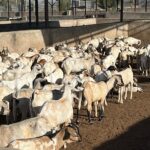 Fresh Sheep Meat Processing in Kenya: Quality Halal Standards