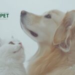 Hundefutter für Harn- und Nierengesundheit – sanft unterstützt