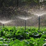 Plant Installation Services Dubai | Paradise-escape.ae