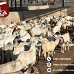 Leading livestock carcass export company in Bahrain region