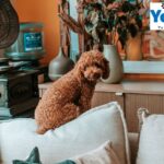 Buy Pet Keeper Plastic Tank Online UK | Yopet.co.uk