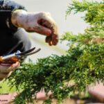 Hedge care that transforms your Wimbledon garden