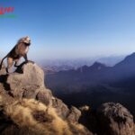 Ethiopia Adventure Tour: Trek, Wildlife & Culture with Liyu Ethiopia Tours
