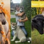 Gespräche mit verstorbenen Tieren: Trost und Heilung finden