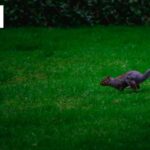 Trim Garden Services in Bristol – Neat, Professional Hedges & Plants