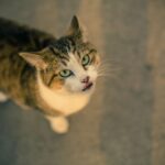 Elkwood Antler Dog Chew – Long-Lasting Natural Chew UK