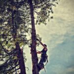 Placerville Tree Service – Expert Arborist Care in El Dorado County