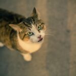 Elkwood Antler Dog Chew – Natural, Lasting Fun for Dogs