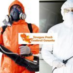 Edmonton Exterminator: Safe, Effective Pest Control Experts
