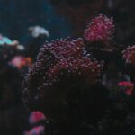 Egypt Red Sea Snorkeling: Discover Coral Reefs and Clear Waters