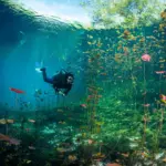 Diving Cenotes Tulum: Explore Underwater Wonders