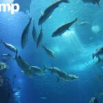 Buy Dried Fish Scales — Sustainable Marine Quality