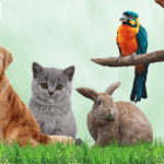 Pet Relocation Services Qatar: Safe, Stress-Free Pet Travel Solutions