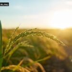 Parterapi Stockholm – vägledning för din relation hos Louiselagerling.se