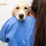 Vaccinera hund i Ystad – trygg och enkel när du bor i närheten