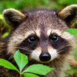 Pest Control Branchville NJ – Trusted Solutions for Pests & Wildlife