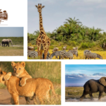 Kenya Safari Packages: Luxury, It’s Own Way to Roam the Wild