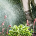 Weed Control Treatments in San Antonio: Safe, Effective Lawn Care