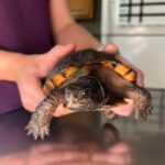 Village Animal Hospital: Compassionate care for your pets