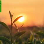 Ridger with Mulch Applicator: Precision Field Prep for HarvestBrute